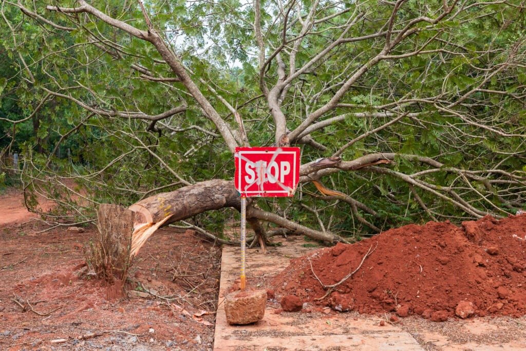 Abusive tree cutting, January 2024