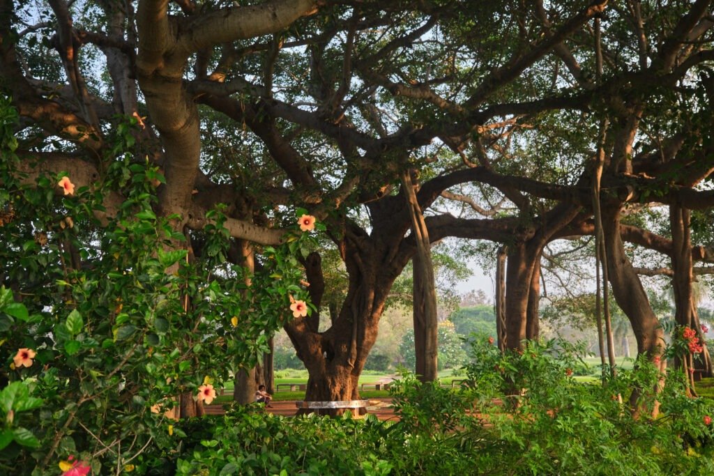 Auroville Matrimandir Banyan tree, March 2025