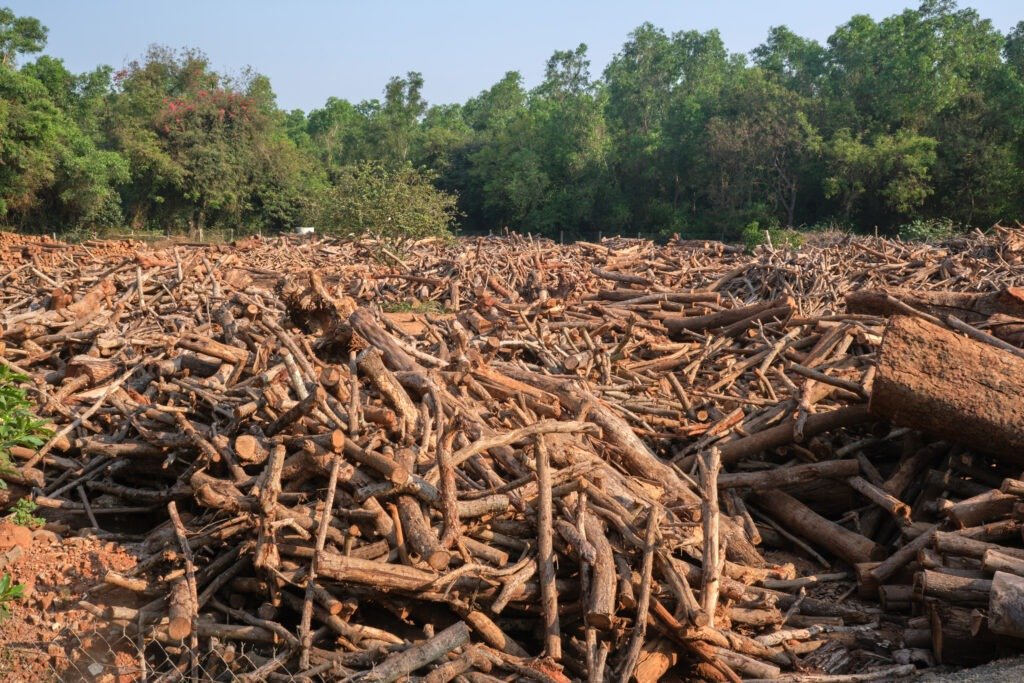 Cut wood from Auroville forests, March 2025