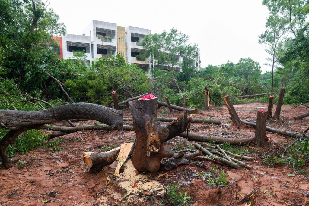 Abusive tree cutting, January 2024