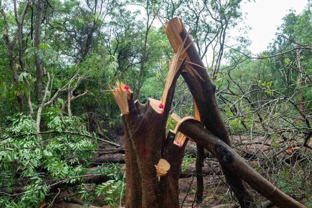Abusive tree cutting, January 2024